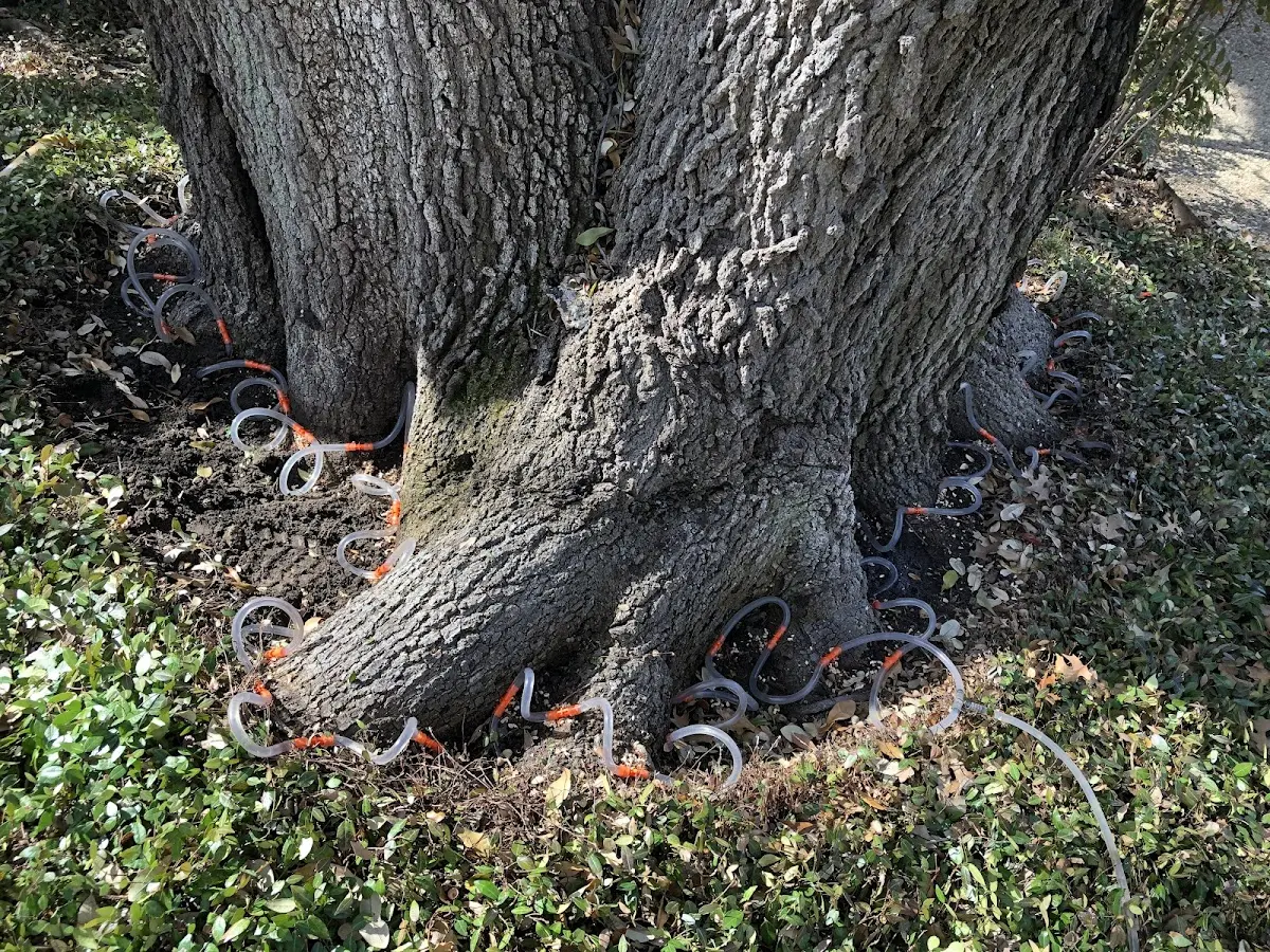 Detailed Tree Cabling and Bracing job site in Marsteller