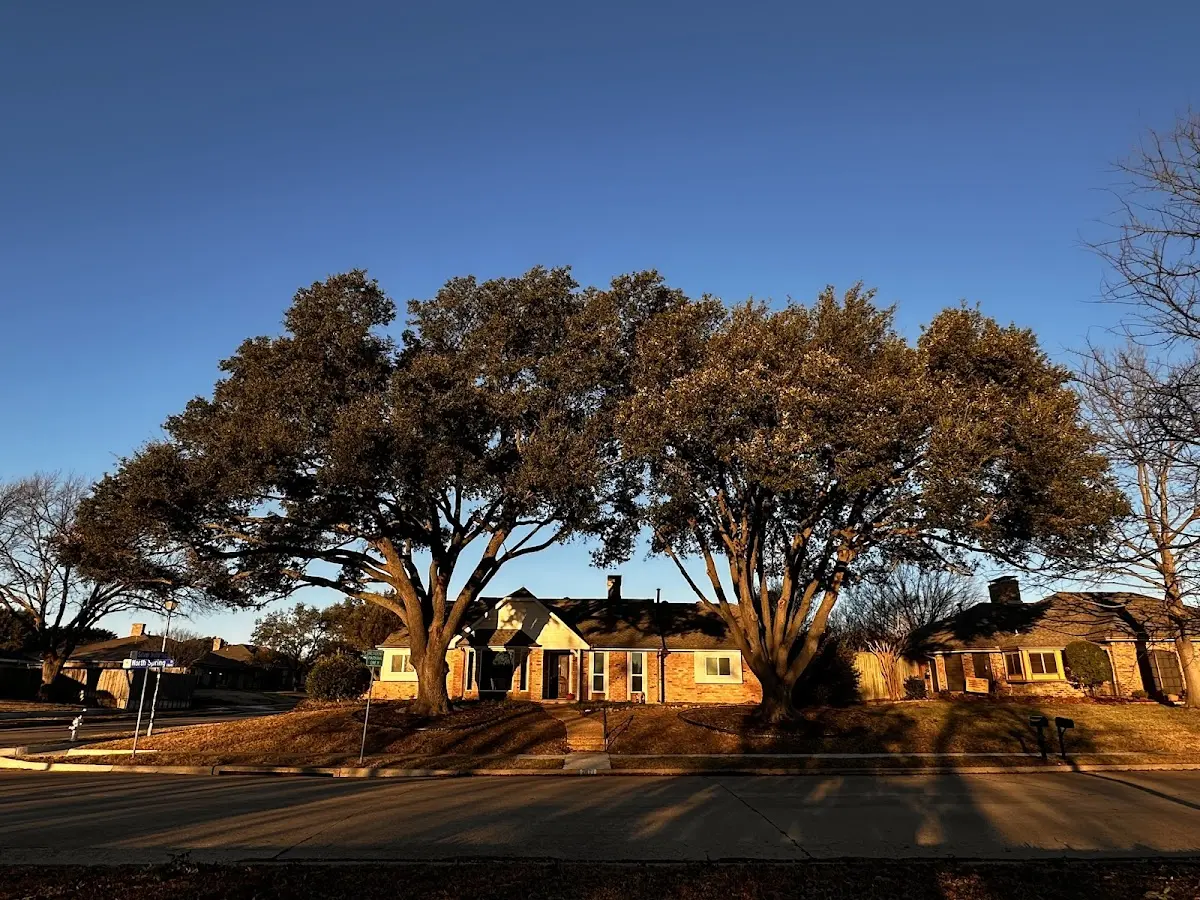 Established residential canopy tree shading a home in Marsteller